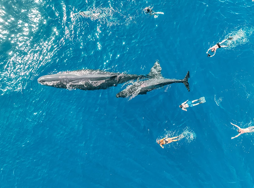 a whale and a whale in the water