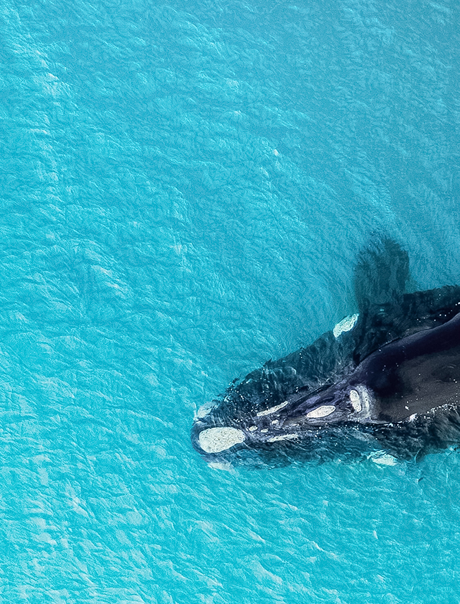 a whale swimming in the water