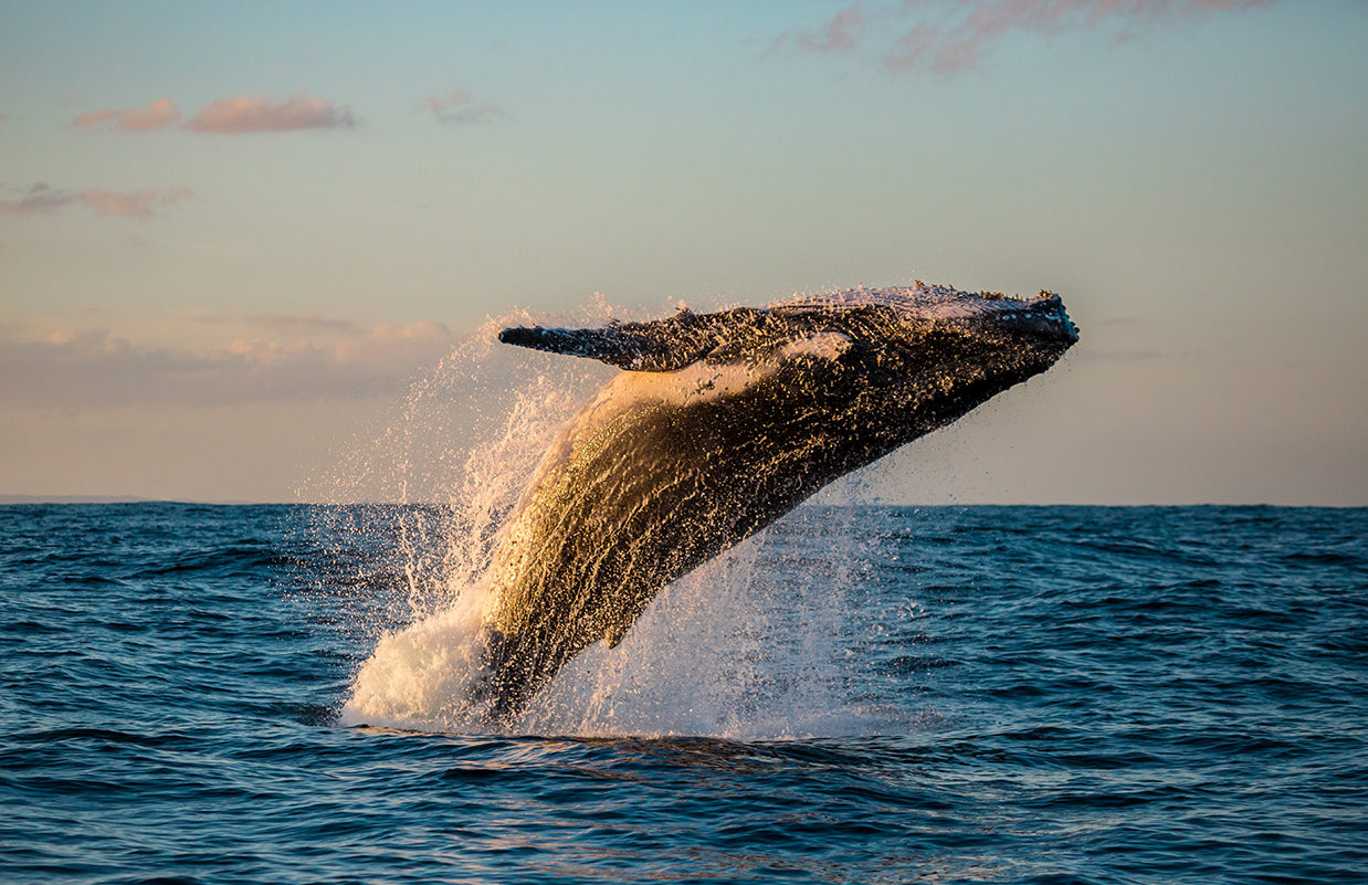 a whale jumping out of the water