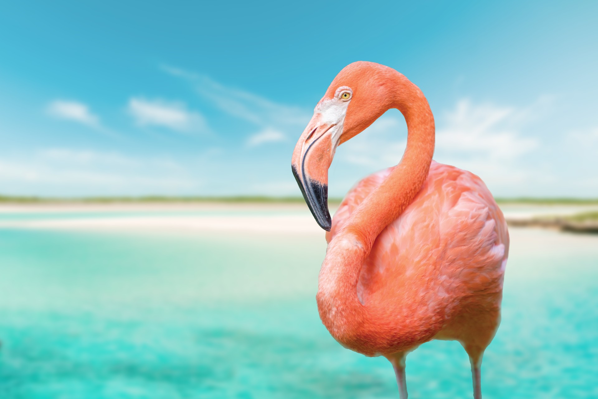 a flamingo standing in front of a body of water