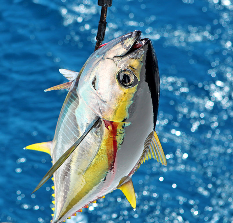 Fishing in BAHAMAS: The Complete Guide