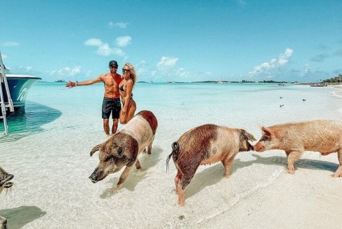 a man and woman standing on a beach with pigs