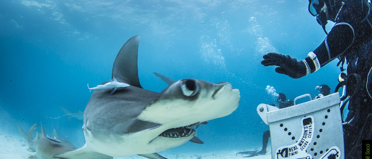 Neal Watson Bimini Scuba Center