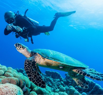 a person in scuba gear swimming with a turtle