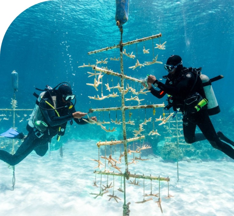 scuba divers in the water next to a coral farm