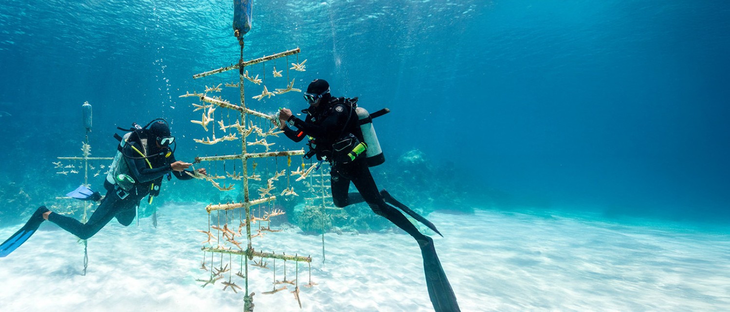 scuba divers in the water restoring coral