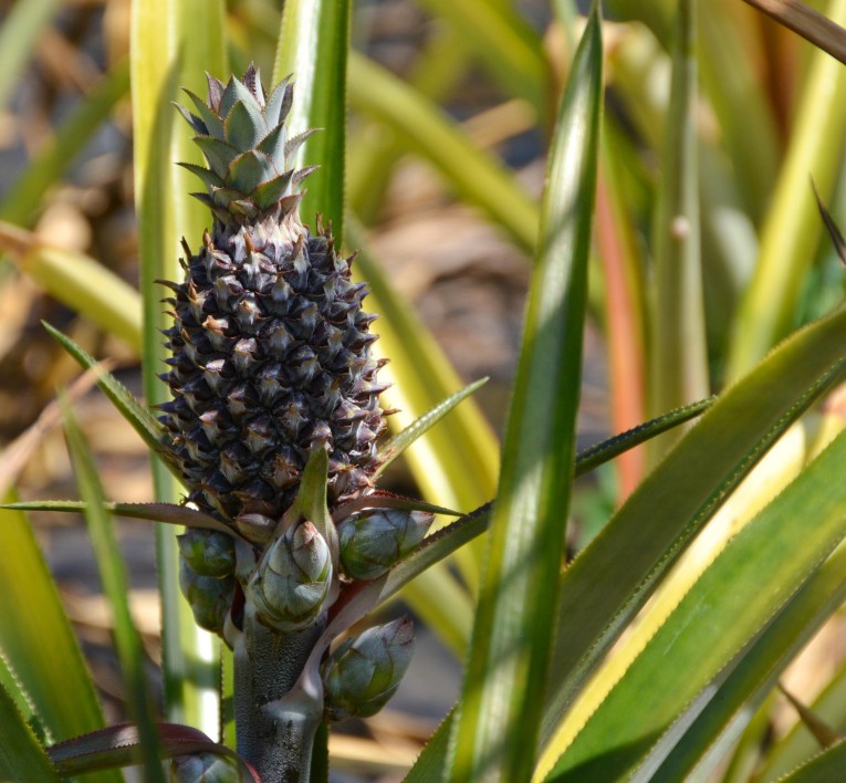 a pineapple growing on a plant