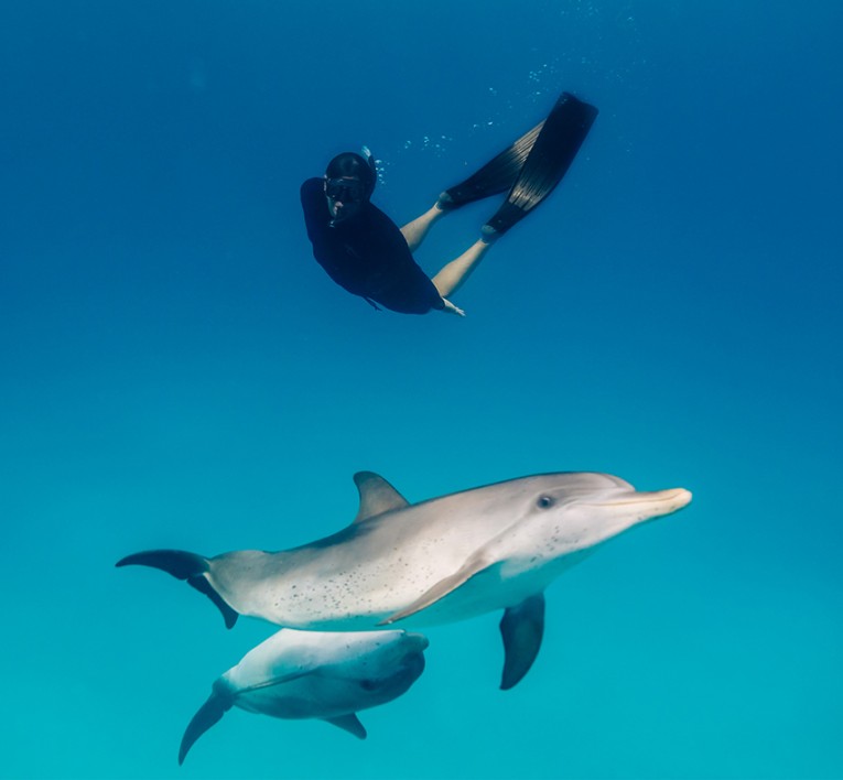 a person swimming with a pair of dolphins