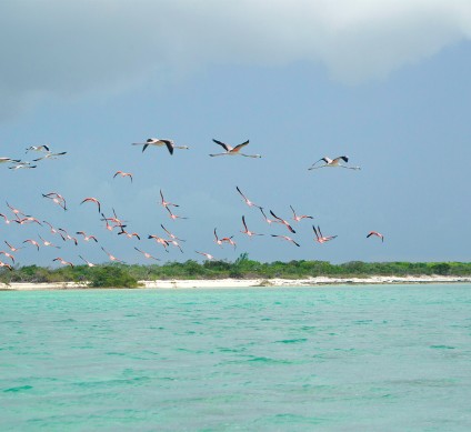 a group of birds flying over water