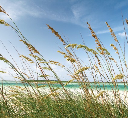 tall grass on a beach
