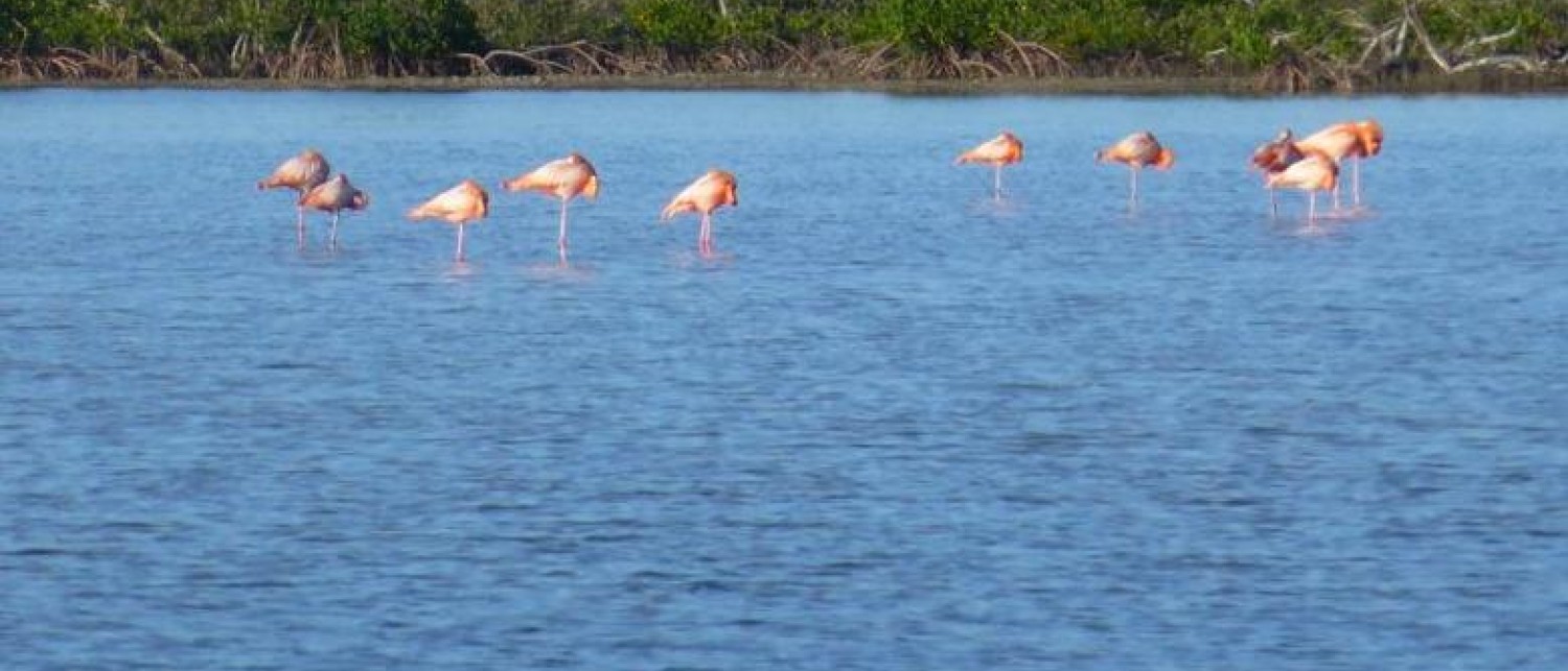 Acklins Creekside Bonefish Lodge