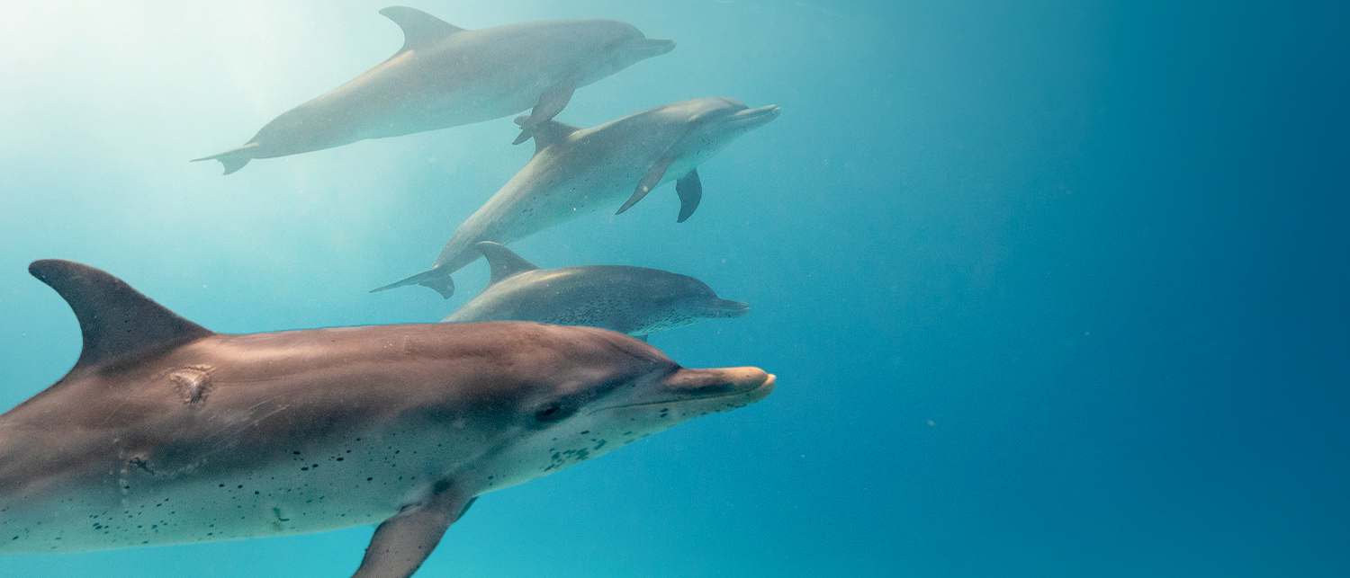 A set of 4 dolphins swimming in the ocean. 1500x643px