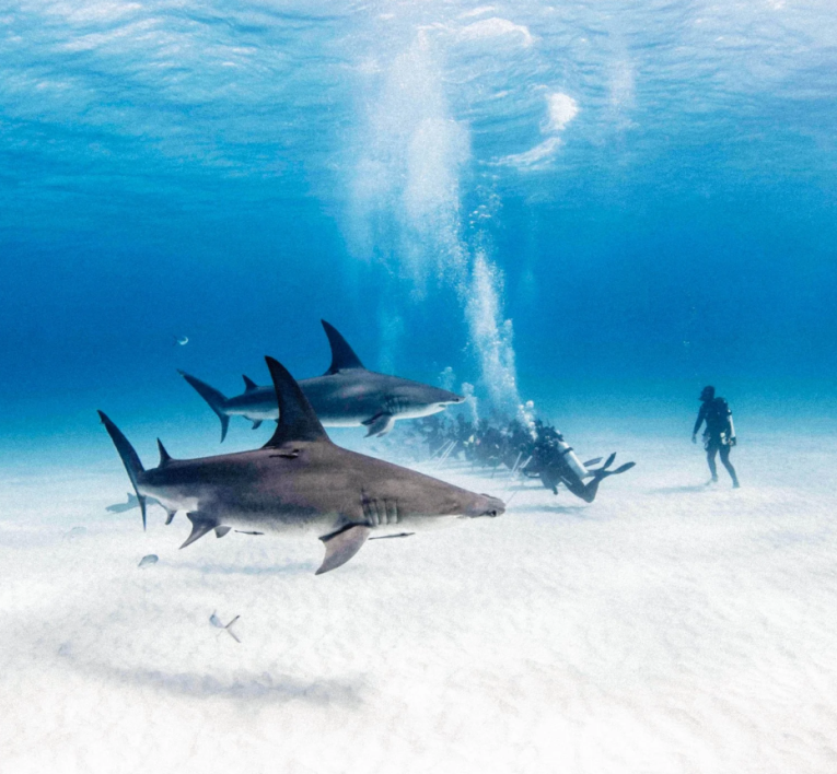 a group of sharks swimming under water
