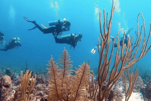 scuba divers under water near corals
