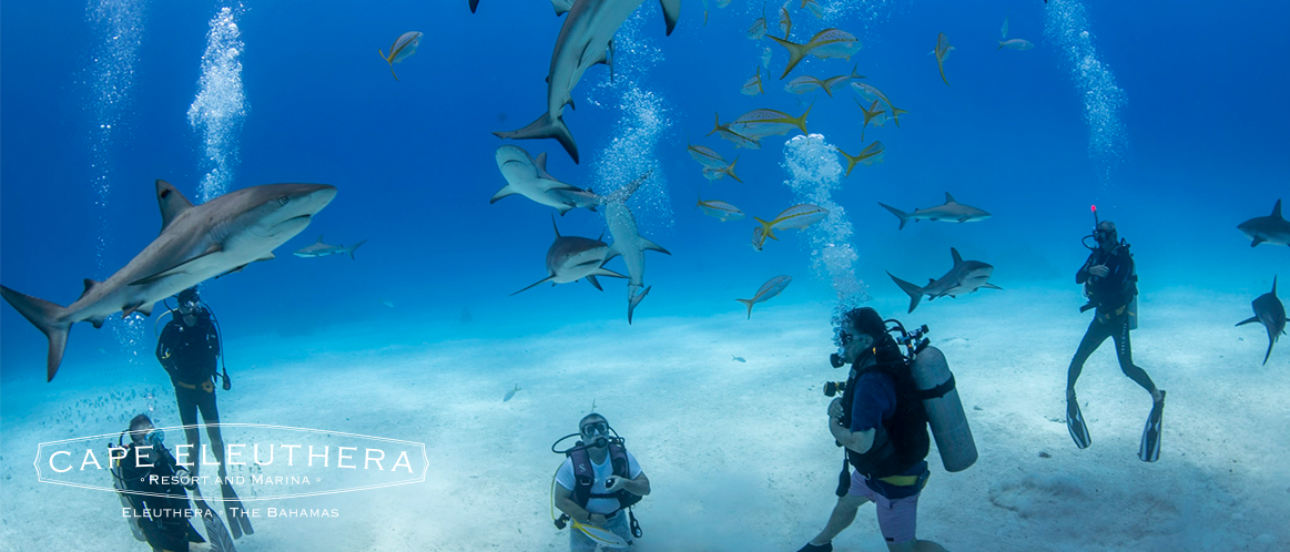 a group of people under water with sharks