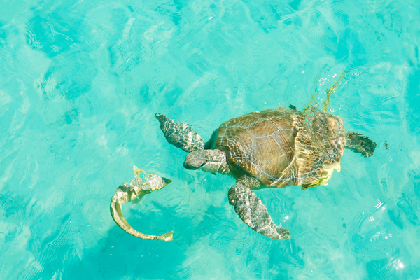 a turtle swimming in clear blue water