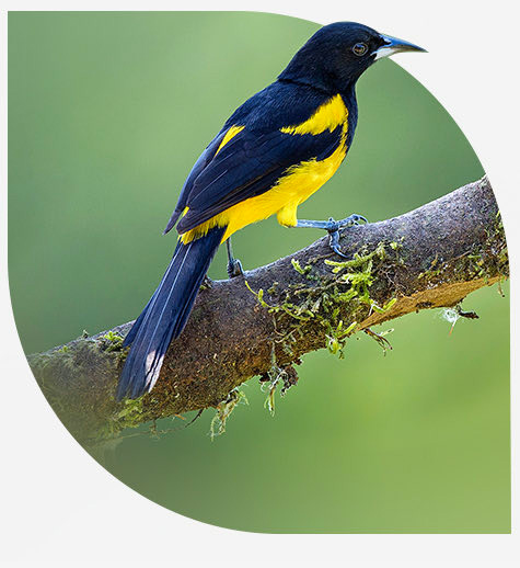 Black and yellow bird standing on branch and aerial view of an island