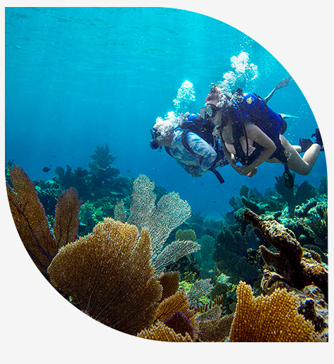 Divers exploring barrier reefs and aerial view of an island