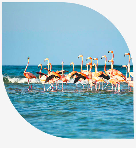 bmot inagua mainsite island insider petals brilliant story