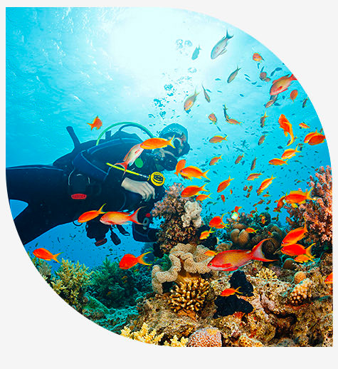 snorkeler near colorful coral reefs in the top image and view of the beach in bottom image